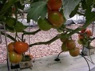 Primer plano de tomates.