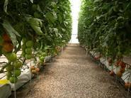 Cultivo de tomate con nueva técnica de sombreo de una empresa sueca.