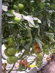 Primer plano de tomates que están investigando con nuevas fórmulas de sombreo.