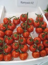Tomate Ramywin RZ, de Rijk Zwaan