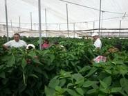 CLXPBYC040 (Rayo) F1 destaca por su alta producción y su gran calidad de fruto, de calibre G-GG.