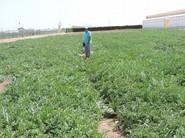 Y de la carpa, a la finca, porque nada hay mejor que ver las variedades en campo.