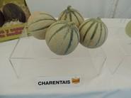 La empresa de semillas cuenta con variedades de todos los tipos de melón, algunas ya en catálogo y otras que lo estarán en breve.
