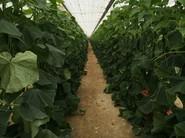 Plantaciones de gran calidad