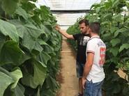 Viendo, de cerca, la nueva variedad de Seminis, Hoplita