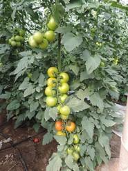Además de su buen cuaje con calor, Laujar no tiene tendencia al rajado en condiciones de engorde también con calor.