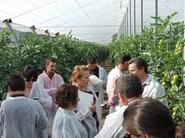Técnicos y periodistas invitados mostraron un gran interés por esta variedad de tomate ramo de Seminis.