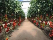 La plantación de Laujar en esta finca de Níjar tuvo lugar el pasado 7 de agosto.