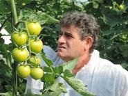 Antonio Carmona, que también cultiva Laujar, destaca su buen entrenudo y su cuaje con calor.