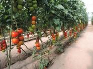 Laujar ofrecer al agricultor ramos perfectos.