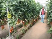Los asistentes comenzaron a recorrer la finca y a observar con detenimiento el cultivo.