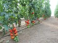 En esta primera finca, el tomate no estaba injertado.