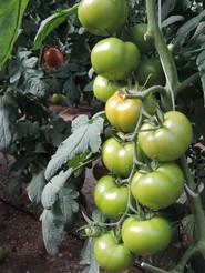 Pese a ser un tomate en rama, desde HM Clause lo recomiendan para su recolección en suelto.