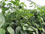 La planta sigue cuajando frutos incluso en su parte más alta.