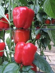 Las variedades de HM Clause destacan por su color rojo intenso.
