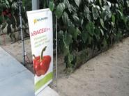 Araceli es la apuesta de HM Clause para las plantaciones más tardías.