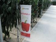 Aitana, para plantaciones desde mediados de julio, ofrece un alto rendimiento final.