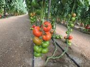 Los frutos gozan de una excelente calidad postcosecha y buen comportamiento a micro fisuras