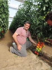 Antonio Carmona, agricultor de tomate pudo comprobar en campo la calidad de la planta y la excelente dureza del fruto