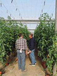 Más agricultores observando de cerca las características de la planta