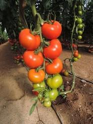 El fruto destaca por su color rojo intenso y brillante incluso en pintón