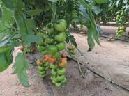 Se trata de una planta de elevado rendimiento y vigor medio