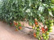 La plantación fue injertada con Protector F1 para aportar mayor versatibilidad