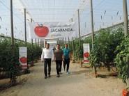 Los asistentes entrando en la finca de tomate