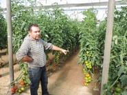 Otro agricultor confirmando la calidad de la planta