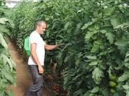 Un agricultor comprobando la firmeza del fruto