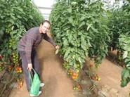 Antonio, un agricultor de tomate, observando la planta