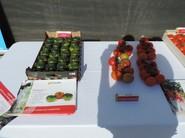 Varios agricultores han tenido la oportunidad de trabajar con la variedad Poesia F1 de tomate Raf