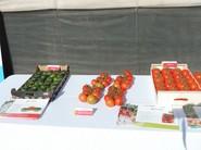 Muestras de tomate que exhibió HM Clause en las jornadas