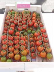 Otra muestra de tomate rama CLX 37784
