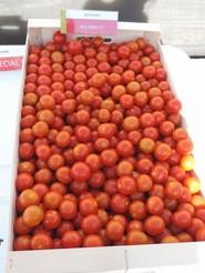 Muestra de tomate CLX37841 F1