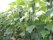 Plantas de cuaje continuo sin aborto de frutos ni paradas
