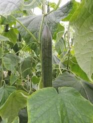 Frutos de tamaño idóneo, con perfecto estriado y forma