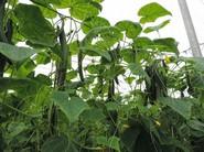 Plantaciones que tienen poca exigencia en poda