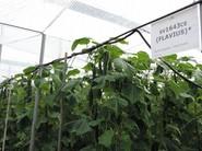 Plantas con producción muy equitativa durante el ciclo
