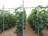 Plantas que no tienen parón y están produciendo todo el ciclo