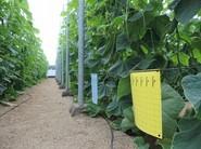 Variedades de pepino con un gran desarrollo de planta por su potencia radicular