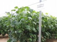 SV1399CE (Teseo)* es otra de las variedad de pepino Almería que presentó Seminis