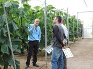 Mucho interés por parte de los productores de pepino ante las nuevas variedades de Seminis