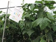 Plantas con hojas de gran tamaño