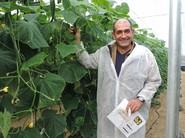 Antonio, agricultor de pepino, visitando las fincas con las nuevas variedades