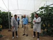 Los agricultores daban a conocer los requisitos que más les interesa de un pepino