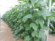 Son plantaciones que destacan por su potente sistema radicular