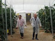 Agricultores entrando a una de las fincas de pepino