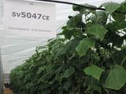 El pepino holandés SV5047 CE está recomendado para trasplantes del 25 de septiembre