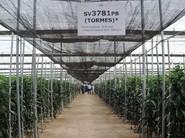 La nueva variedad de pimiento California amarillo de Seminis empezará a comercializarse el próximo año